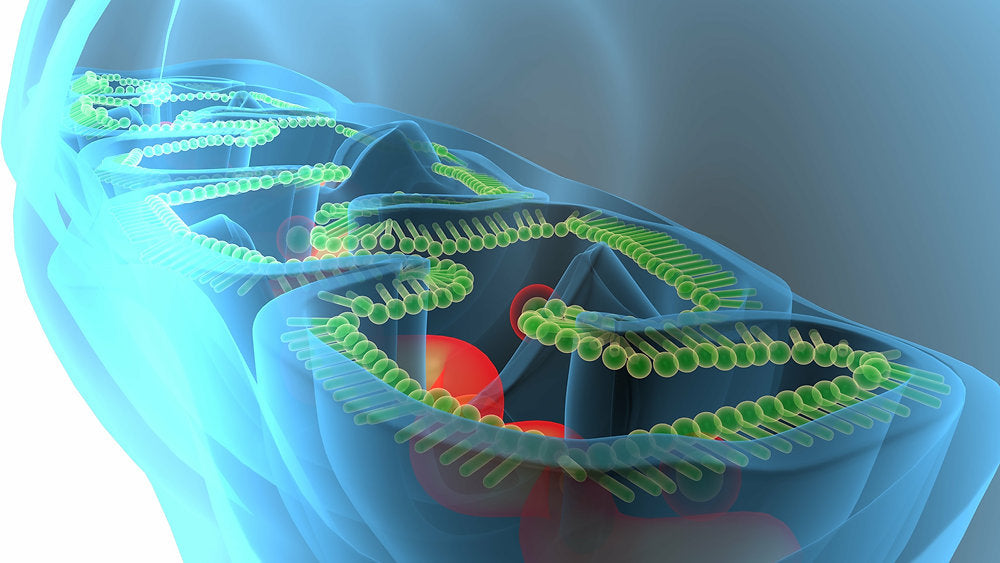 Boosting Mitochondrial Health