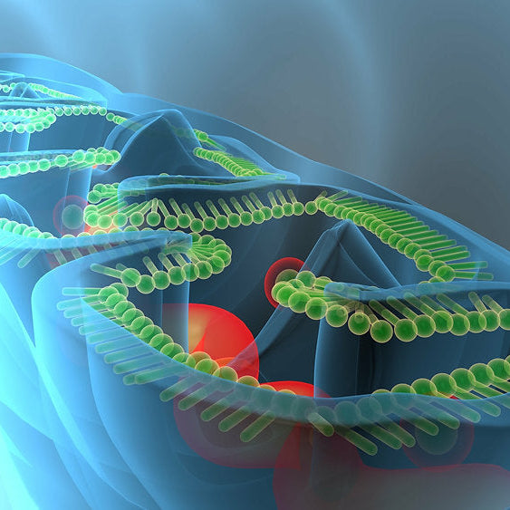 Boosting Mitochondrial Health